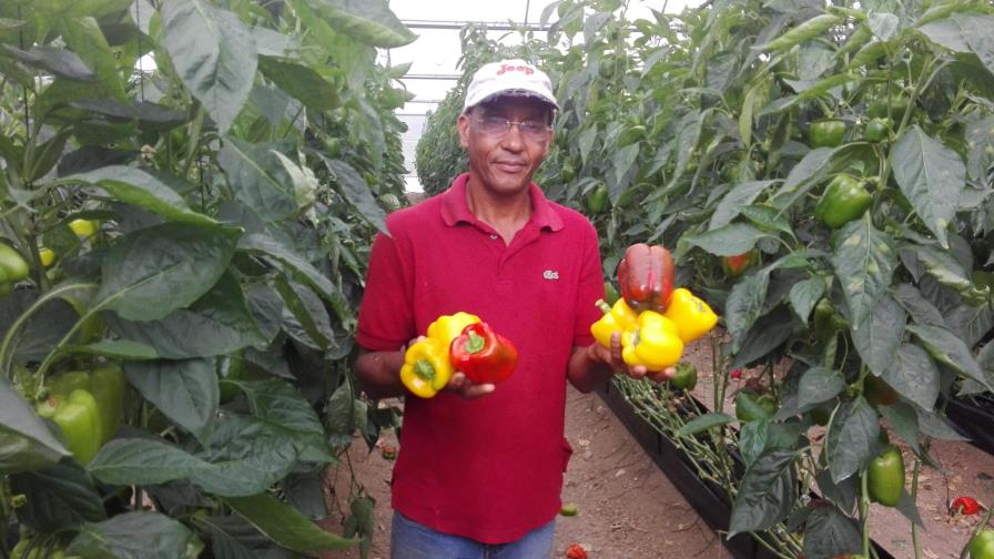 Invernadero de Azua exporta a Rusia y Argentina Invernadero de Azua exporta a Rusia y Argentina