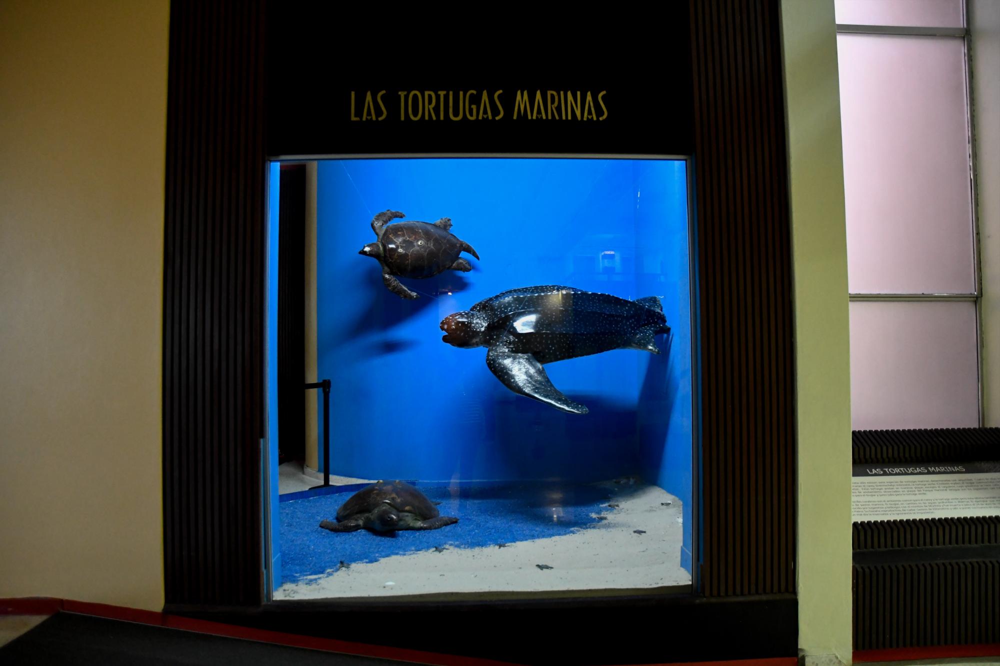 Réplicas de tortugas marinas en la Sala de la Ecología.
