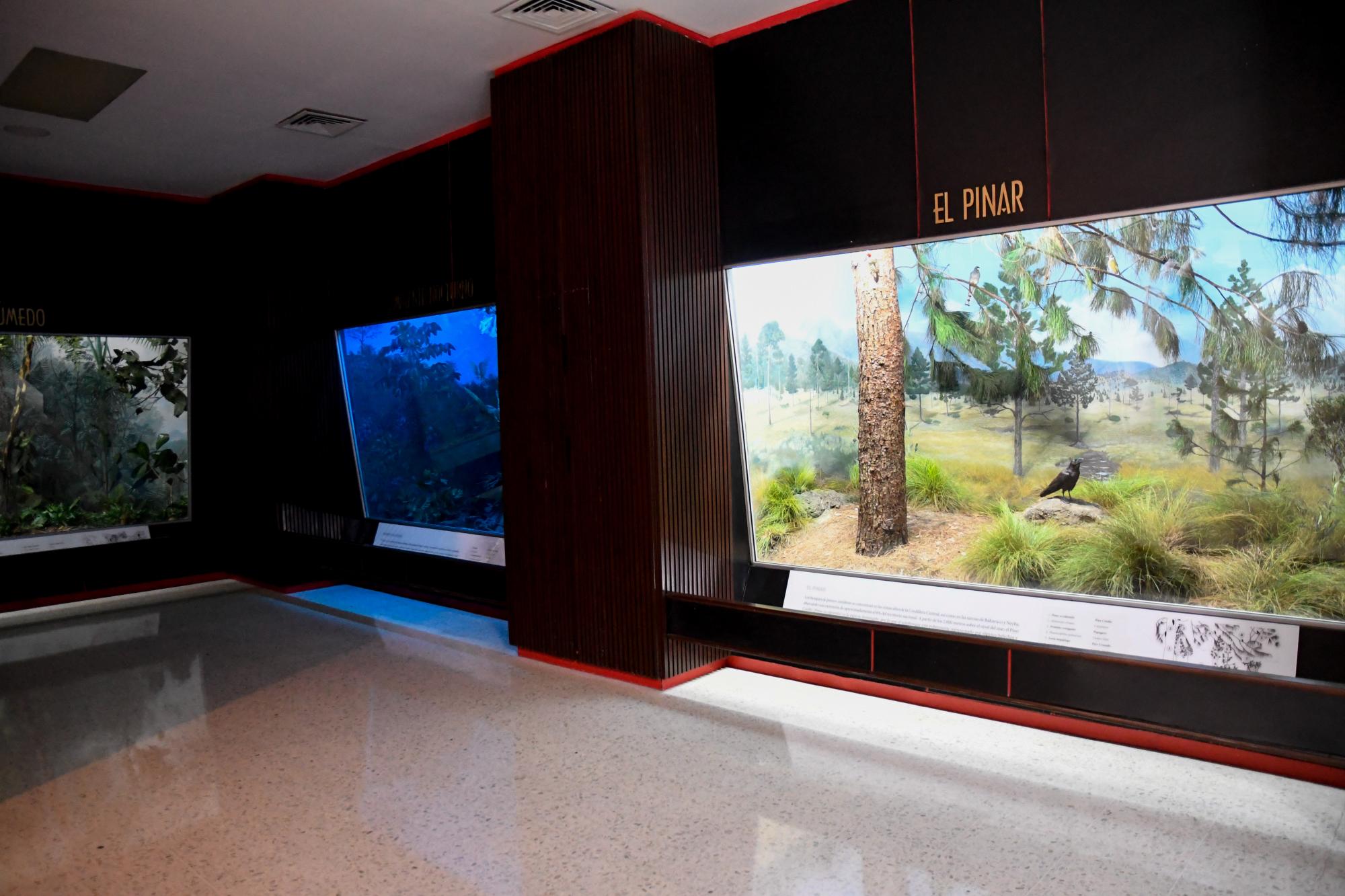 Recreaciones de bosques en la Sala de la Ecología.