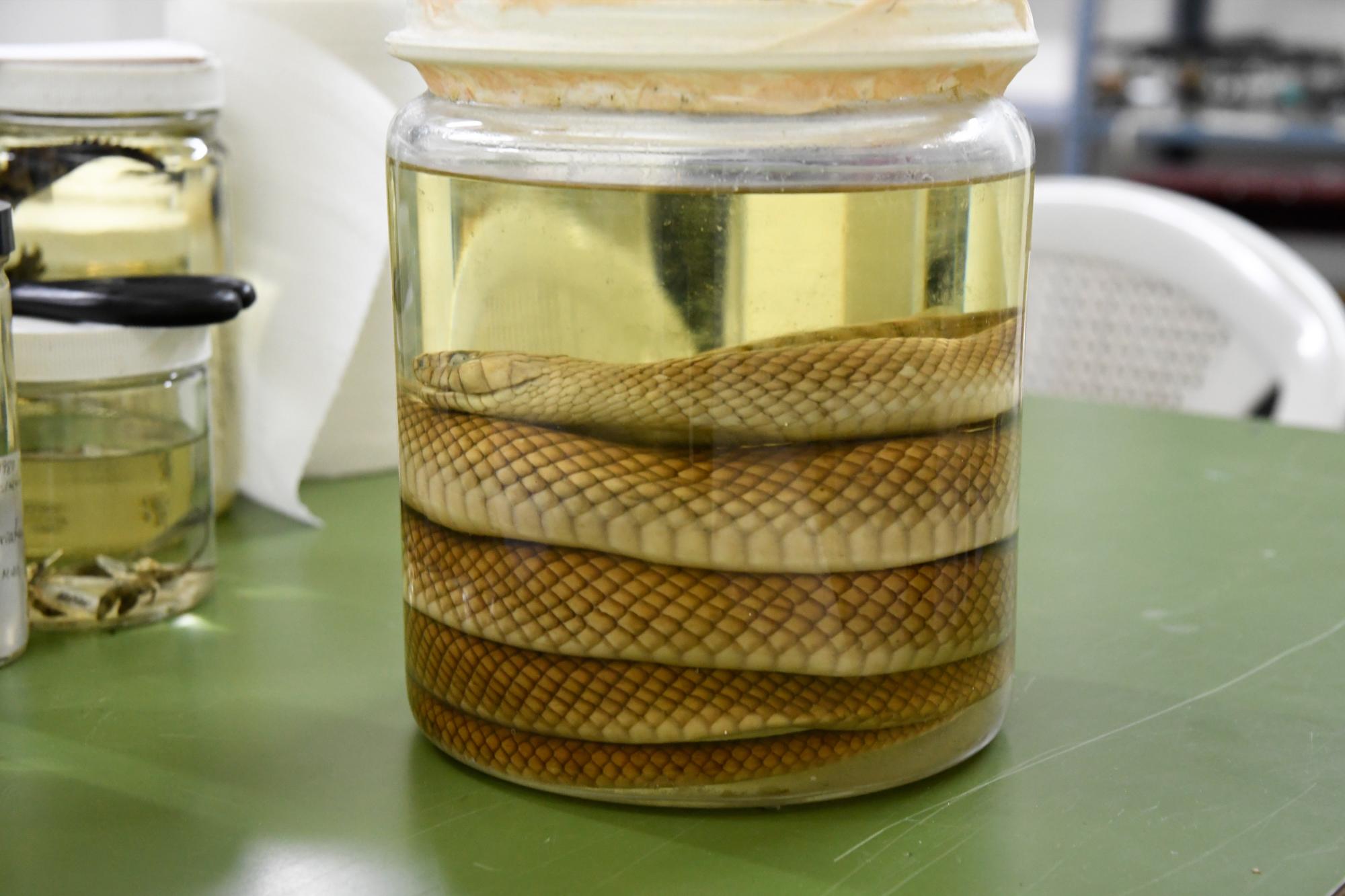 Una culebra conservada en alcohol.