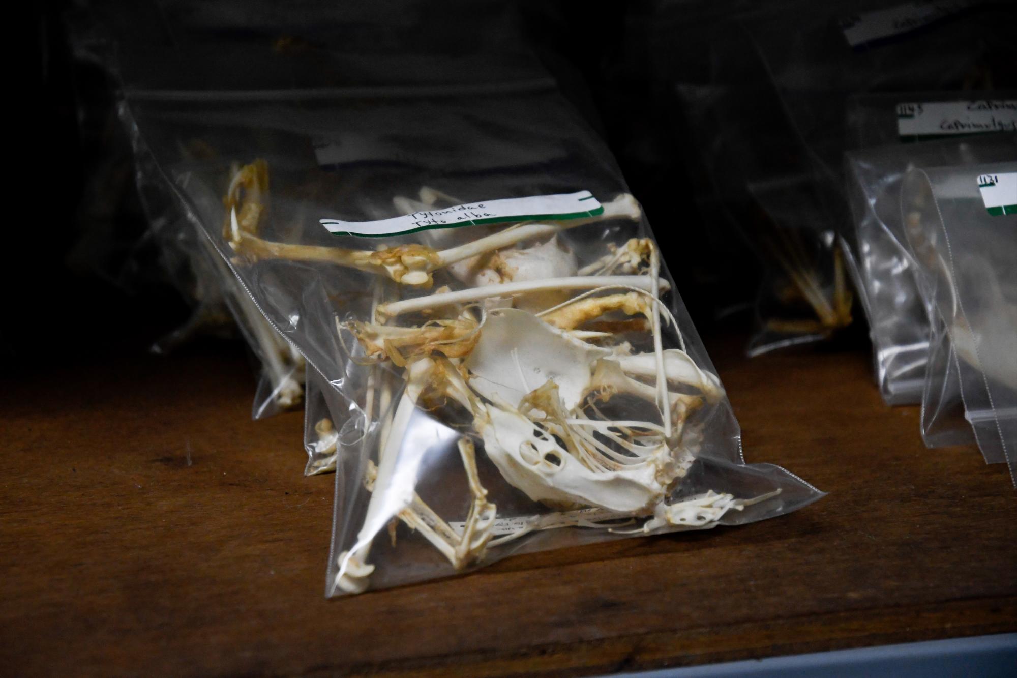 Huesos conservados para investigación.