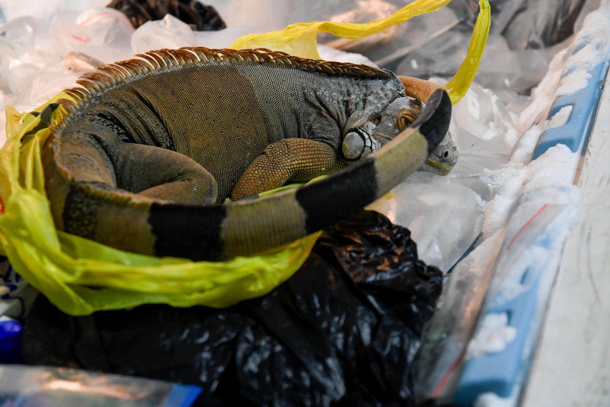 Una iguana conservada en un refrigerador en el taller de taxidermia.
