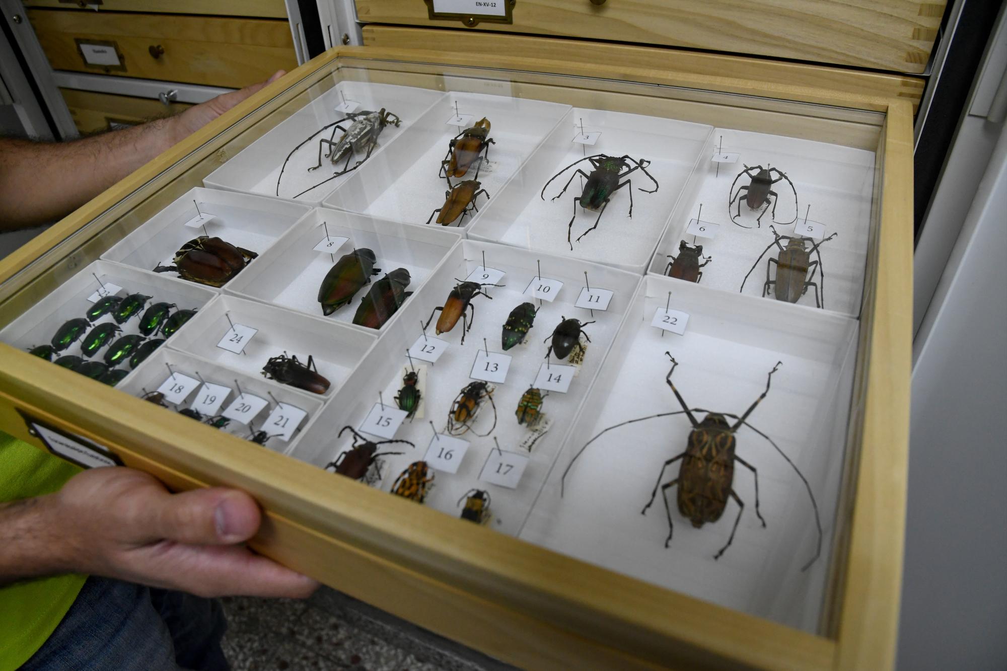 Insectos conservados para fines de investigación y conservación.