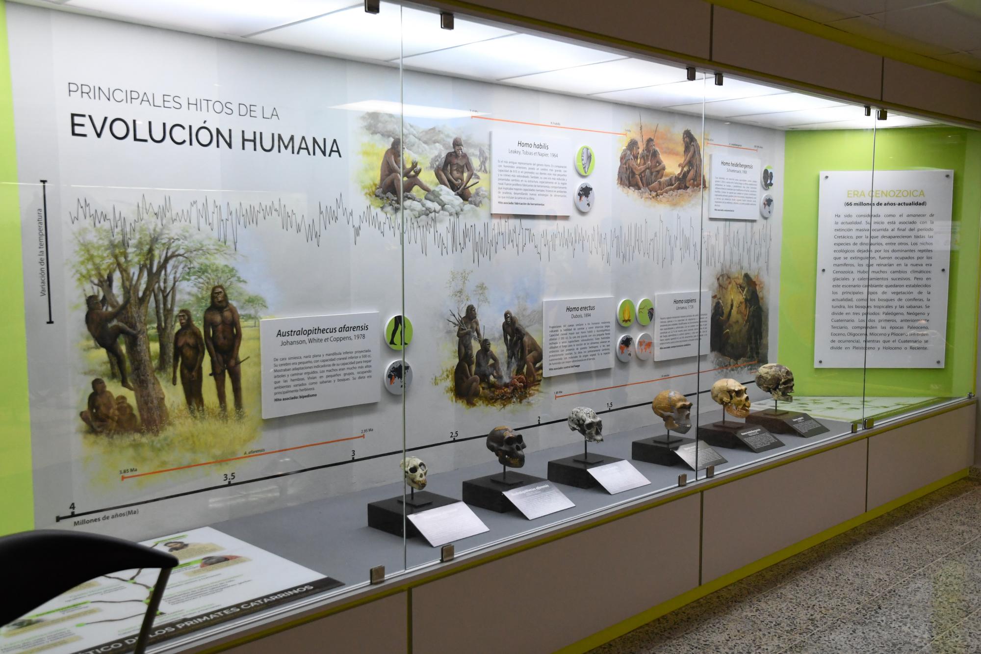 Exposición de cráneos para explicar la evolución humana.