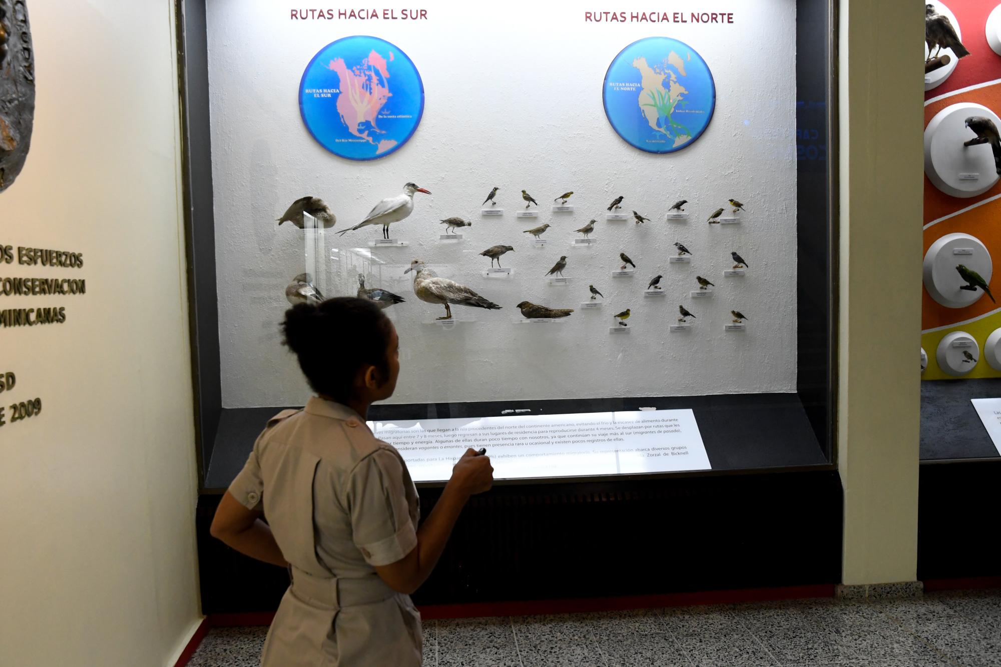 Una guía mira una exposición de aves.