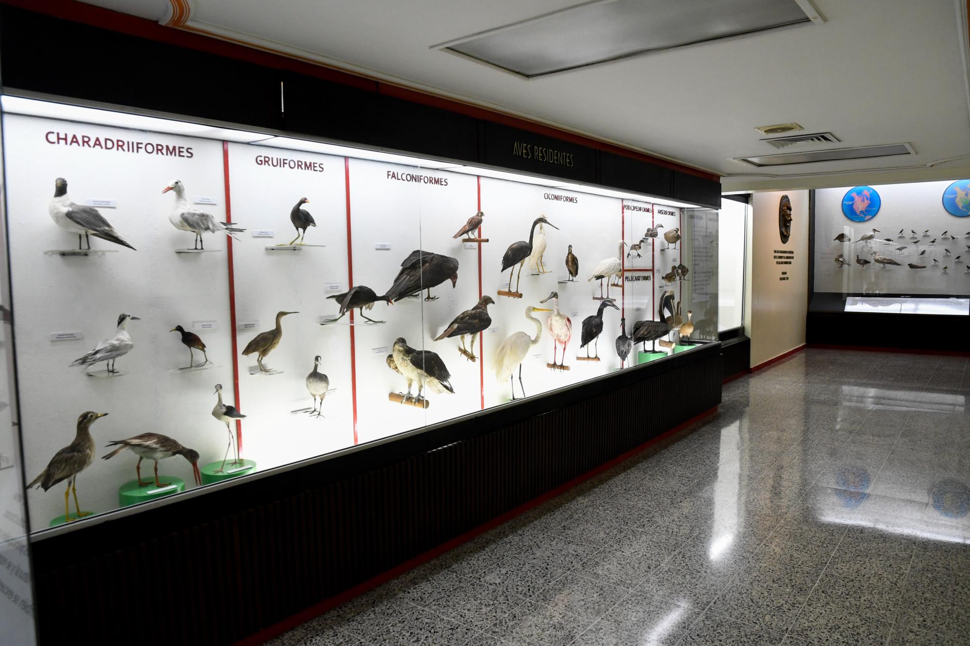 Exposición de aves en el Museo Nacional de Historia Natural.