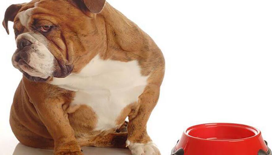 Callos en los codos de las patas de los perros
No come regularmente...