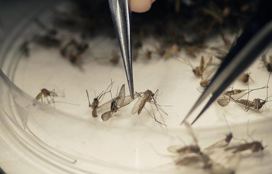Según estudio el mosquito común también puede transmitir zika