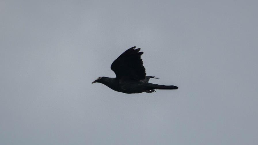 La paloma coronita de Cotubanamá