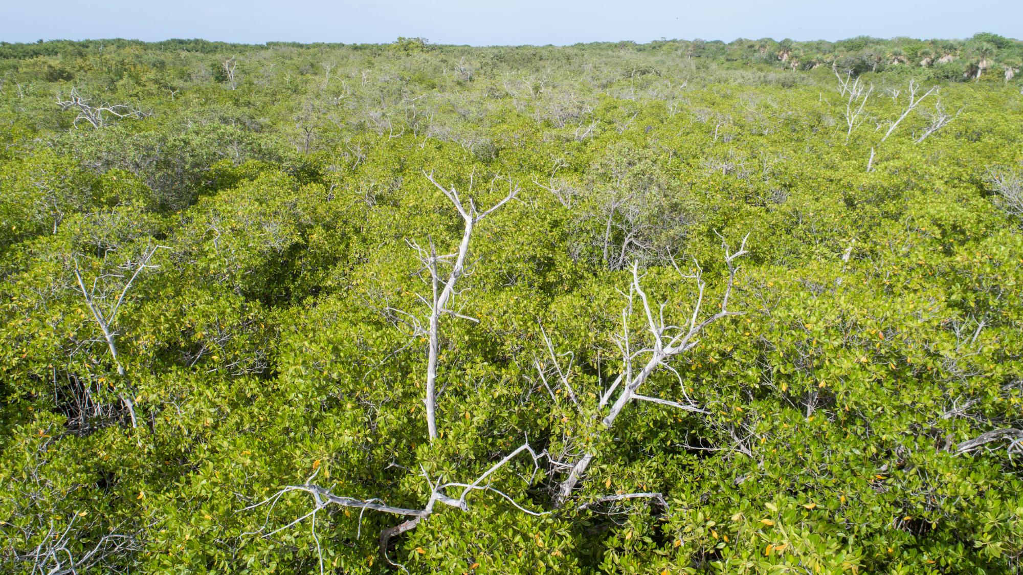 En el boque de mangle anidan las palomas coronita.
