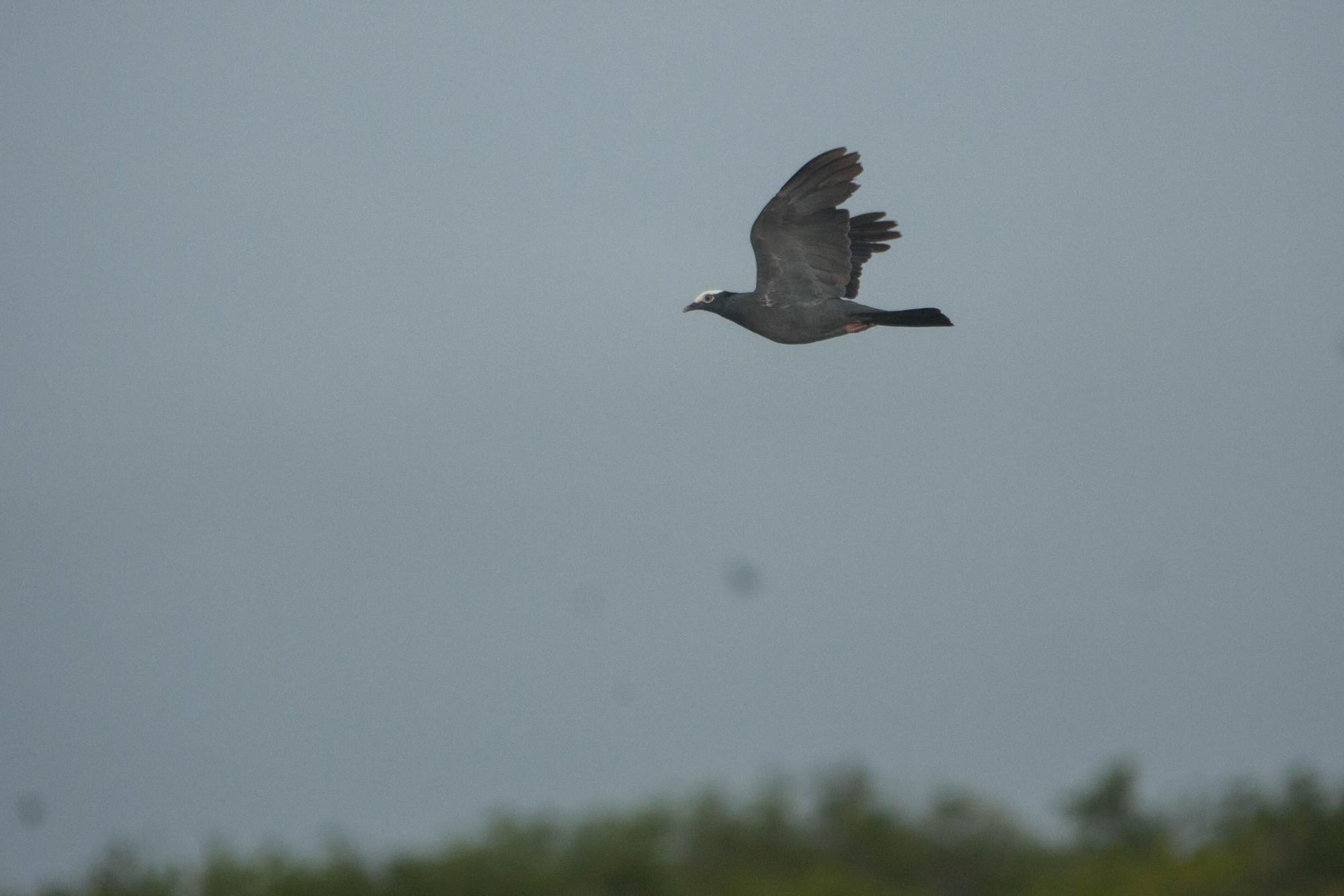 Una Paloma coronita vuela en el Parque Nacional Cotubanamá.