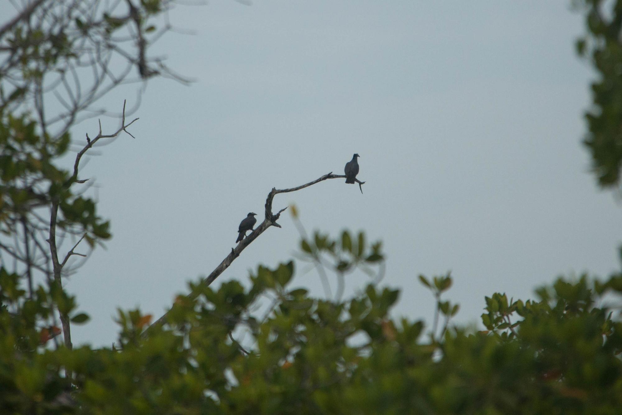 Dos palomas se posan en una rama seca.