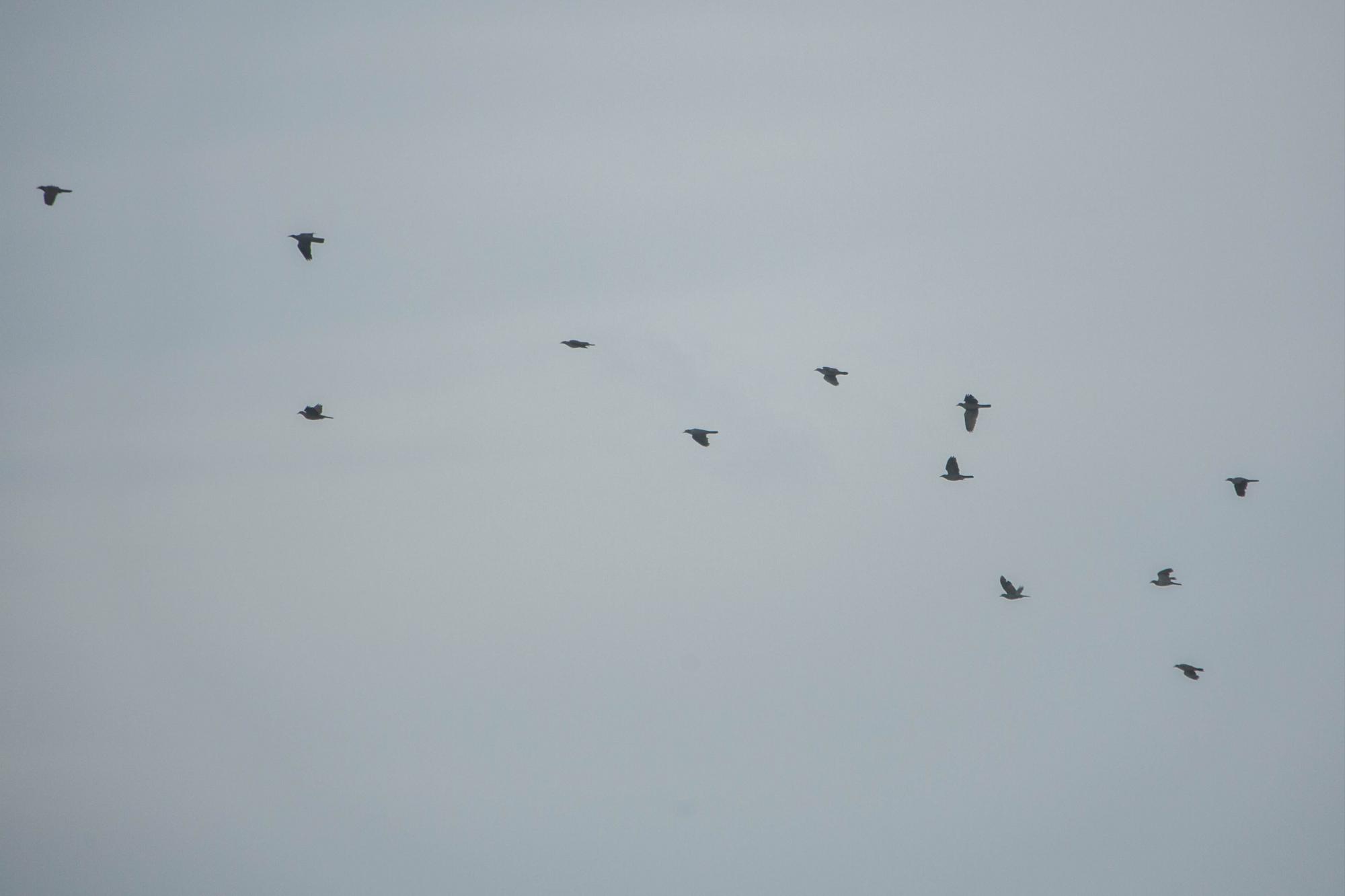 Una bandada vuela sobre la colonia en el Parque Nacional Cotubanamá
