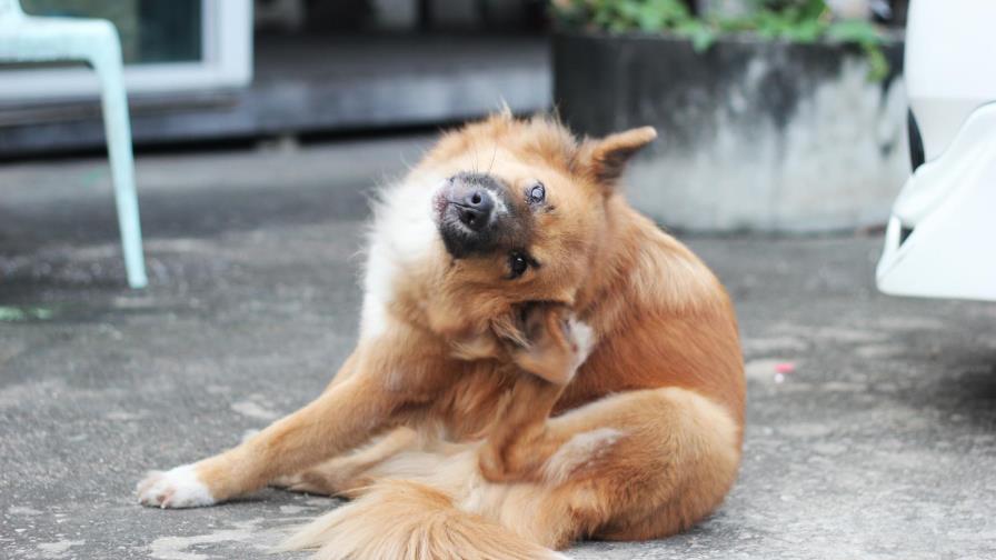 El problema de las garrapatas