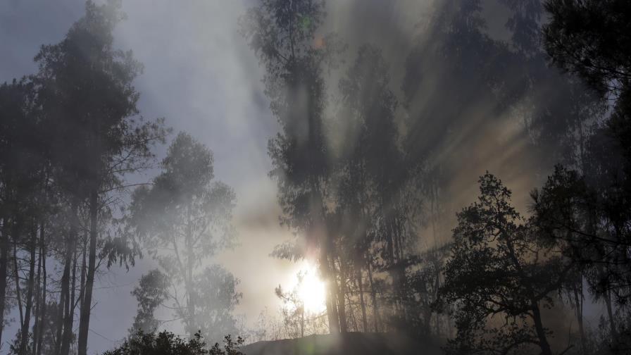 Estudios revelan árboles del Amazonas generan su propia lluvia e inciden en las temporadas venideras