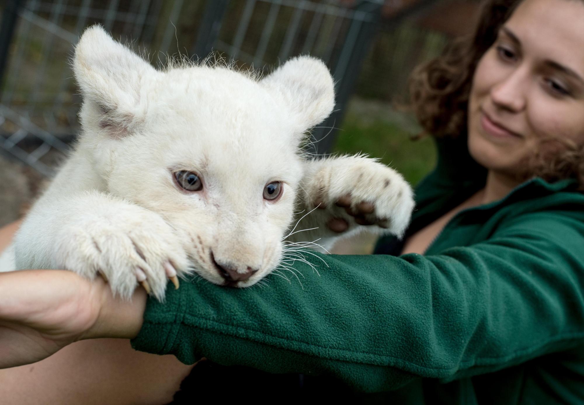 Cachorro de león blanco