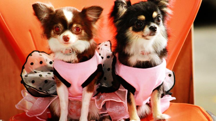 Perros, gatos... en una expo llena de novedades 