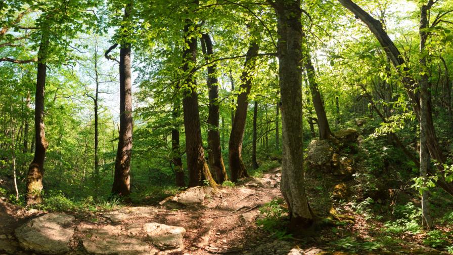 Ecuador y Perú presentan “Bosques de paz” primera reserva transfronteriza de la biosfera en Suramérica Ecuador y Perú presentan “Bosques de paz” primera reserva transfronteriza de la biosfera en Suramérica