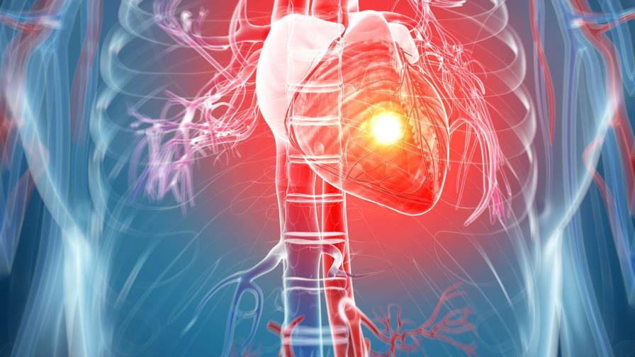 El corazón reacciona ante un infarto de una manera muy diferente a lo pensado