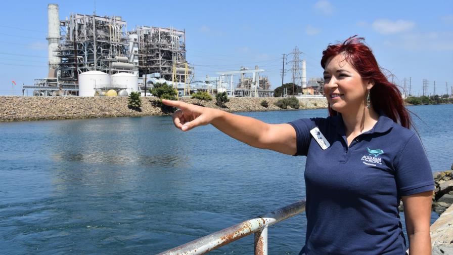 Tortugas marinas mexicanas encuentran un nuevo hogar en un río californiano Tortugas marinas mexicanas encuentran un nuevo hogar en un río californiano