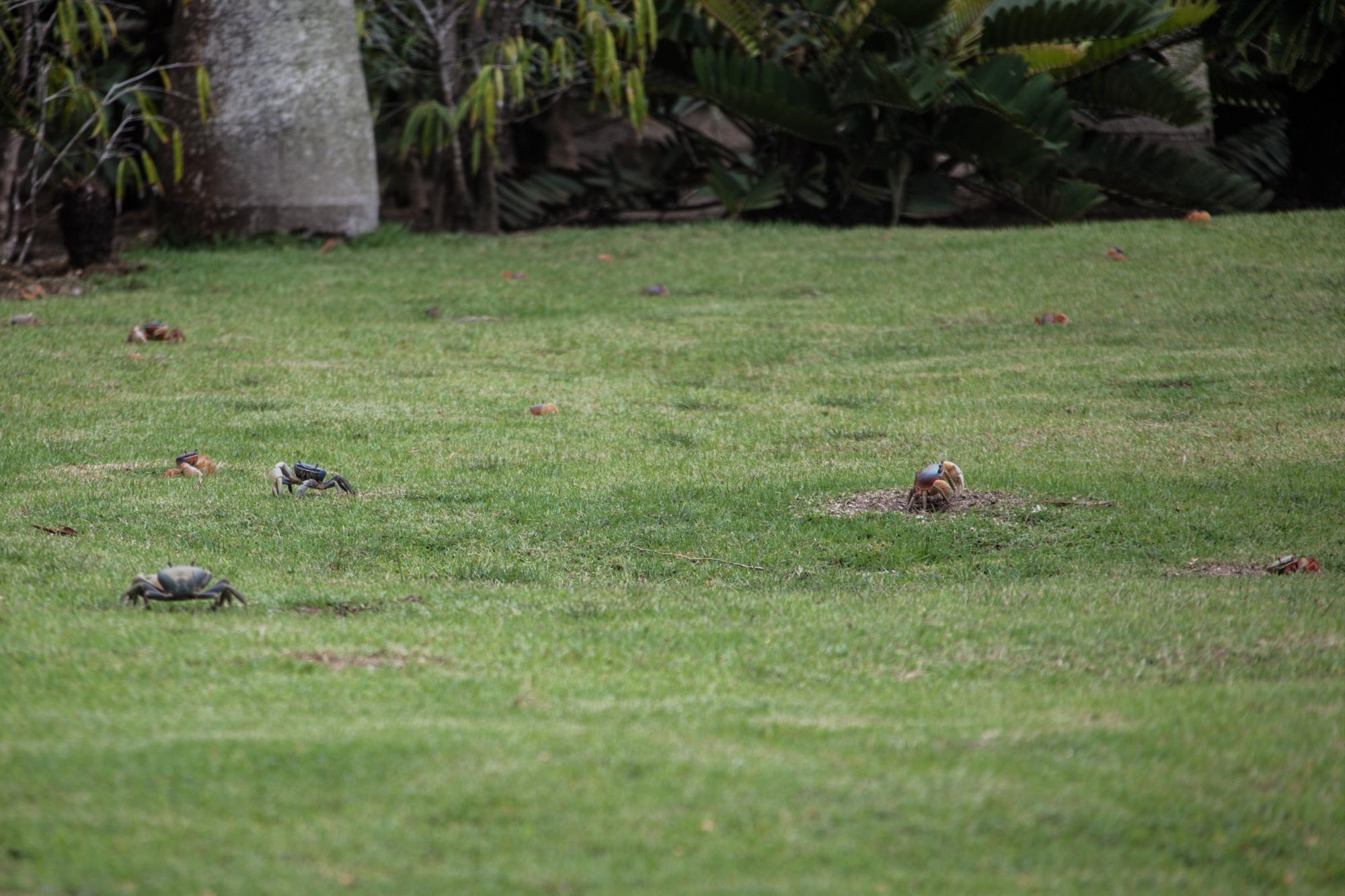 Varios cangrejos en diferentes estapas de crecimiento.