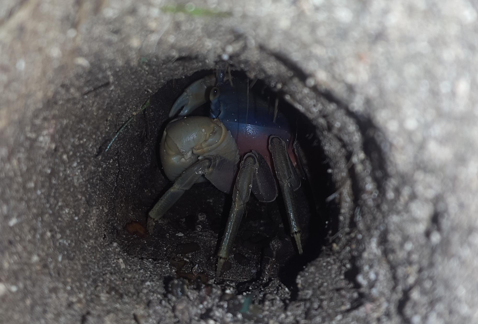 Un cangrejo en su cueva.