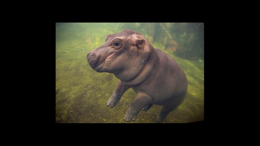 Hipopótamo bebé de Cincinnati tendrá su serie en Facebook Hipopótamo bebé de Cincinnati tendrá su serie en Facebook