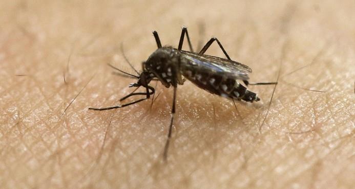 Inicia plan en Brasil para soltar 1,6 millones de mosquitos resistentes al dengue