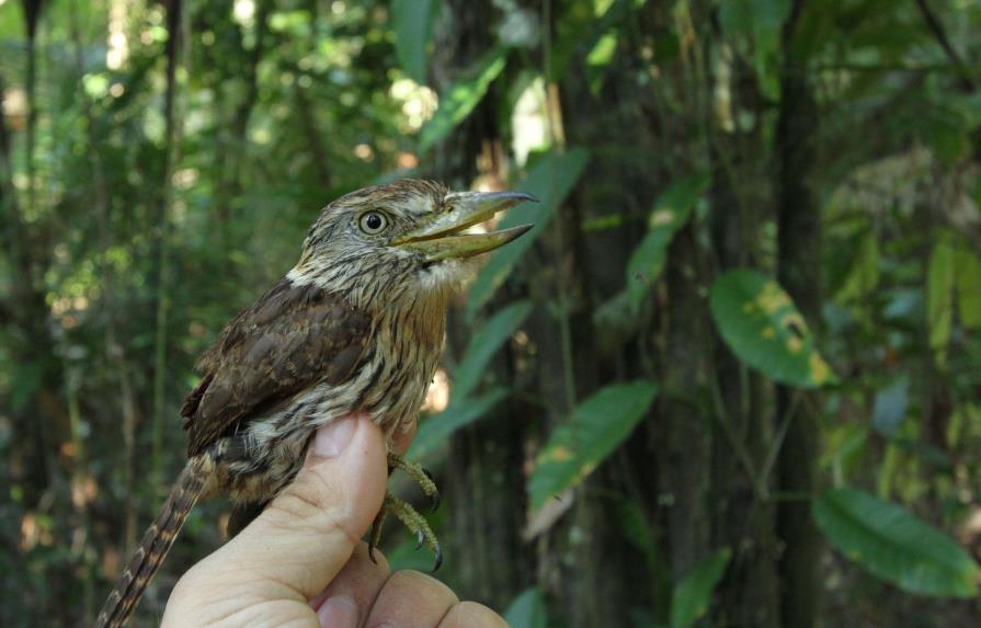 Descubren 381 nuevas especies en la Amazonía en dos años 