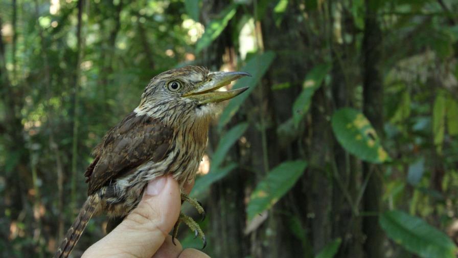 Descubren 381 nuevas especies en la Amazonía en dos años 