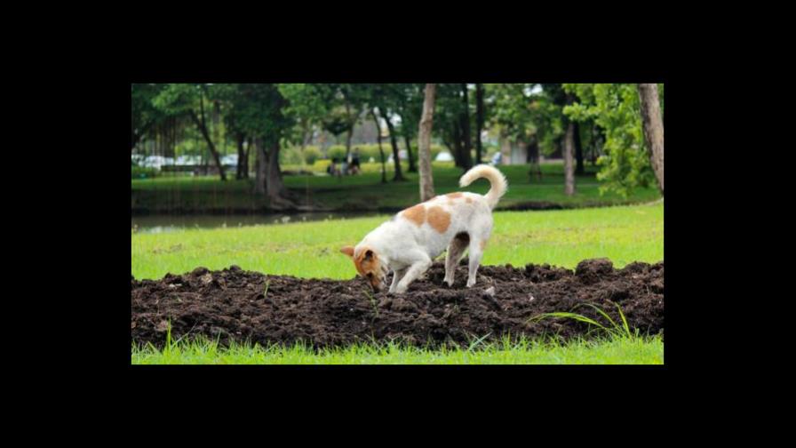 El perro come tierra
Alimentación y garrapaticida
