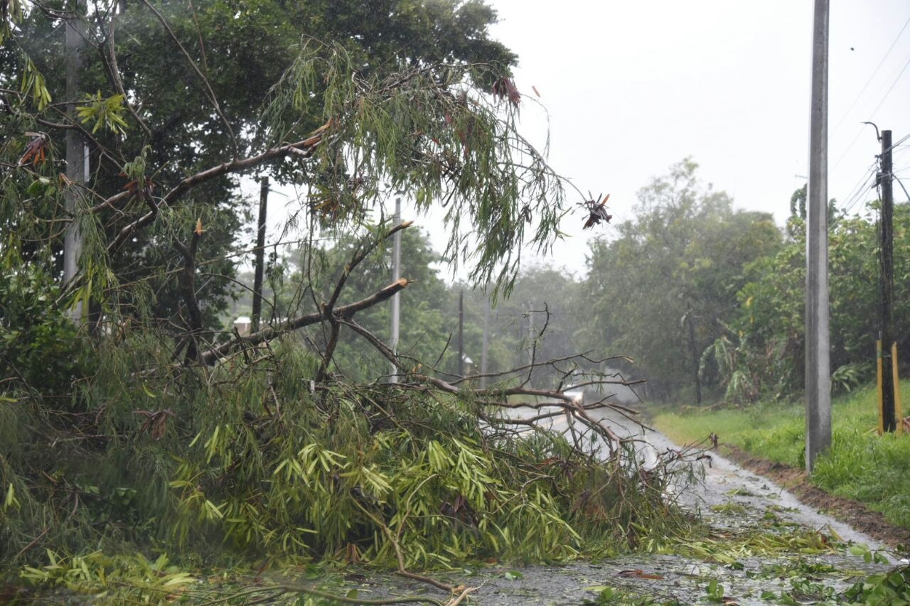 Árboles caídos por los vientos del huracán Irma en la carretera Cabarete-Sosúa este jueves 7 de septiembre de 2017. 