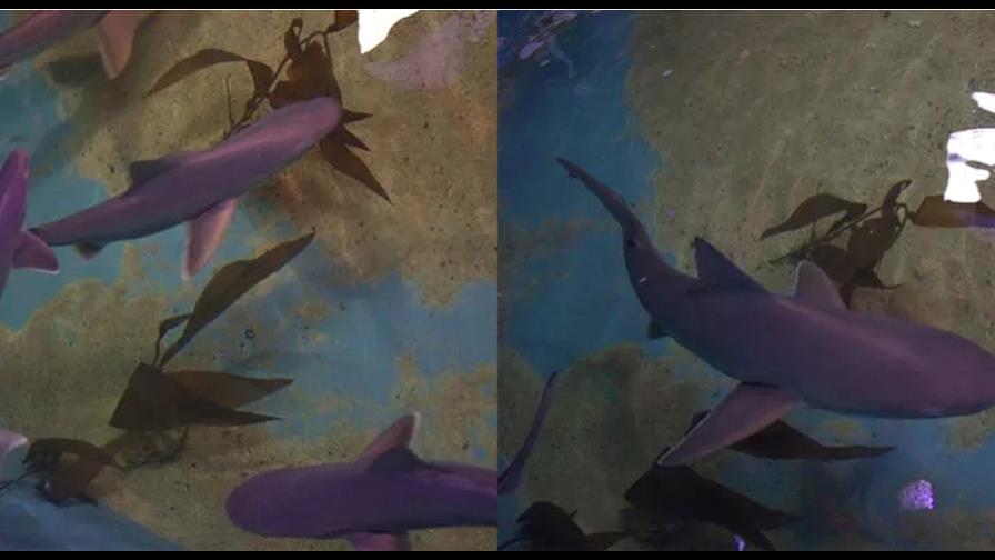 Familia tenía 10 tiburones como mascotas en una piscina en Nueva York