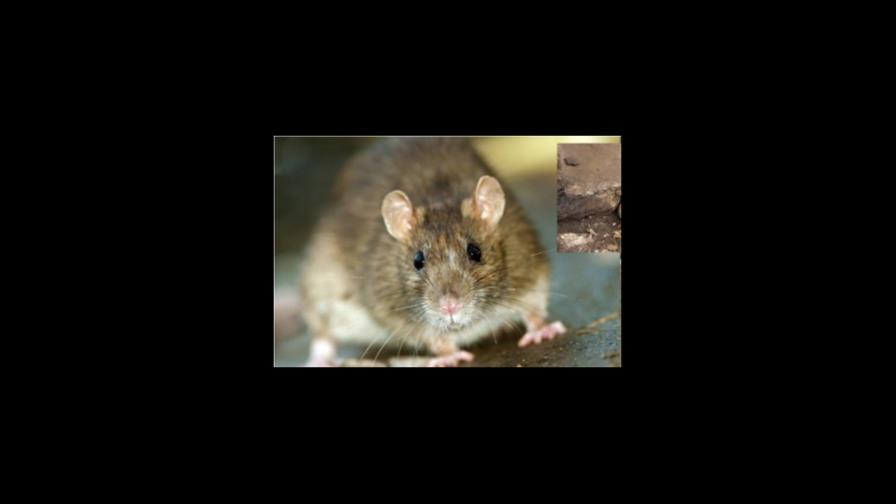 Ratas muerden y arañan a una joven parapléjica Ratas muerden y arañan a una joven parapléjica