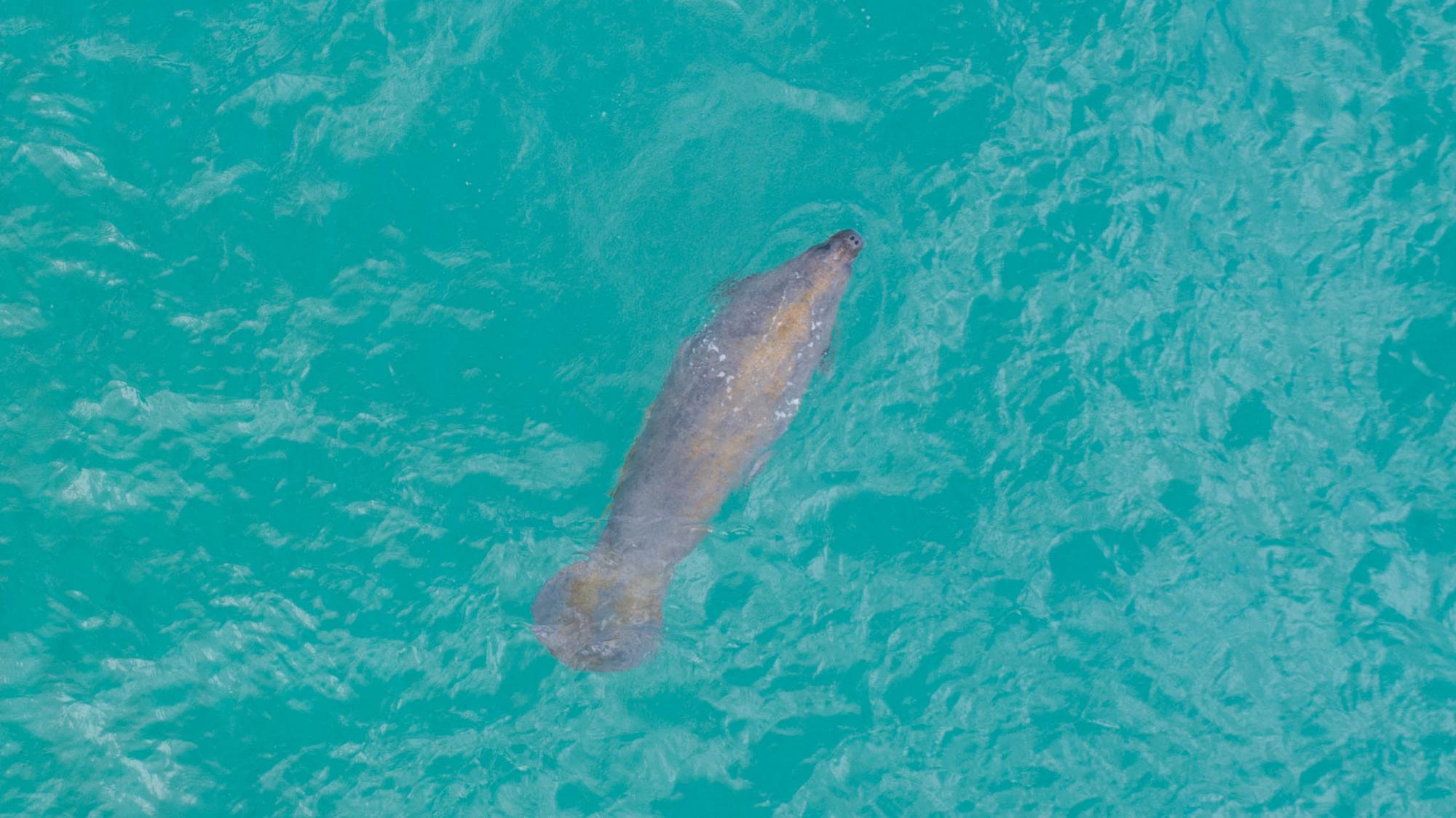 Acercamiento a uno de los dos manatíes observados en Las Ballenas.