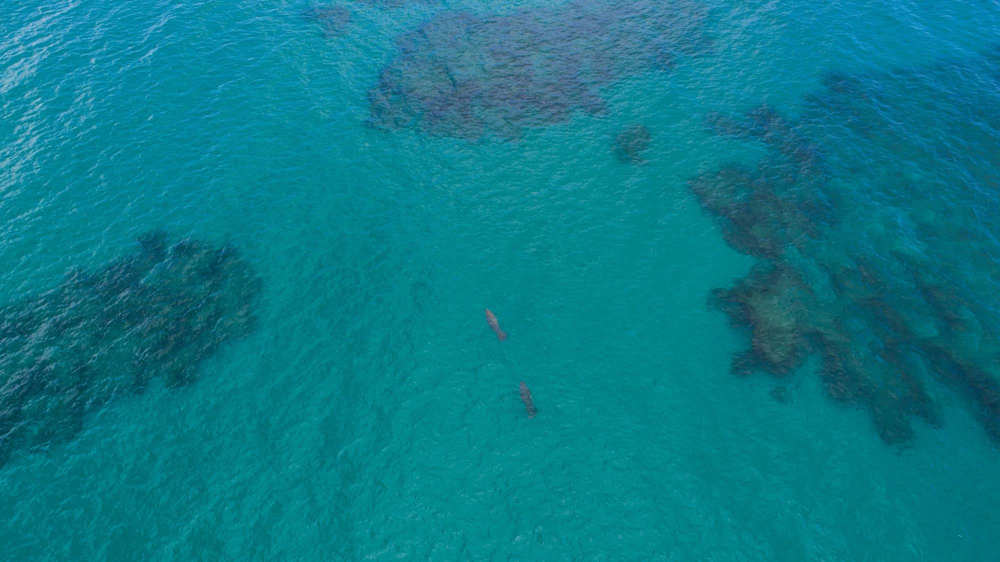 Dos manatíes observados en playa Las Ballenas, entre Portillo y Las Terrenas.