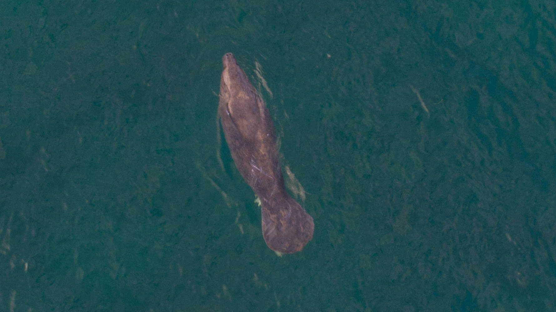 Este es el primer manatí identificado por sus cicatrices, bautizado como Marvin. Fue observado en Samaná.