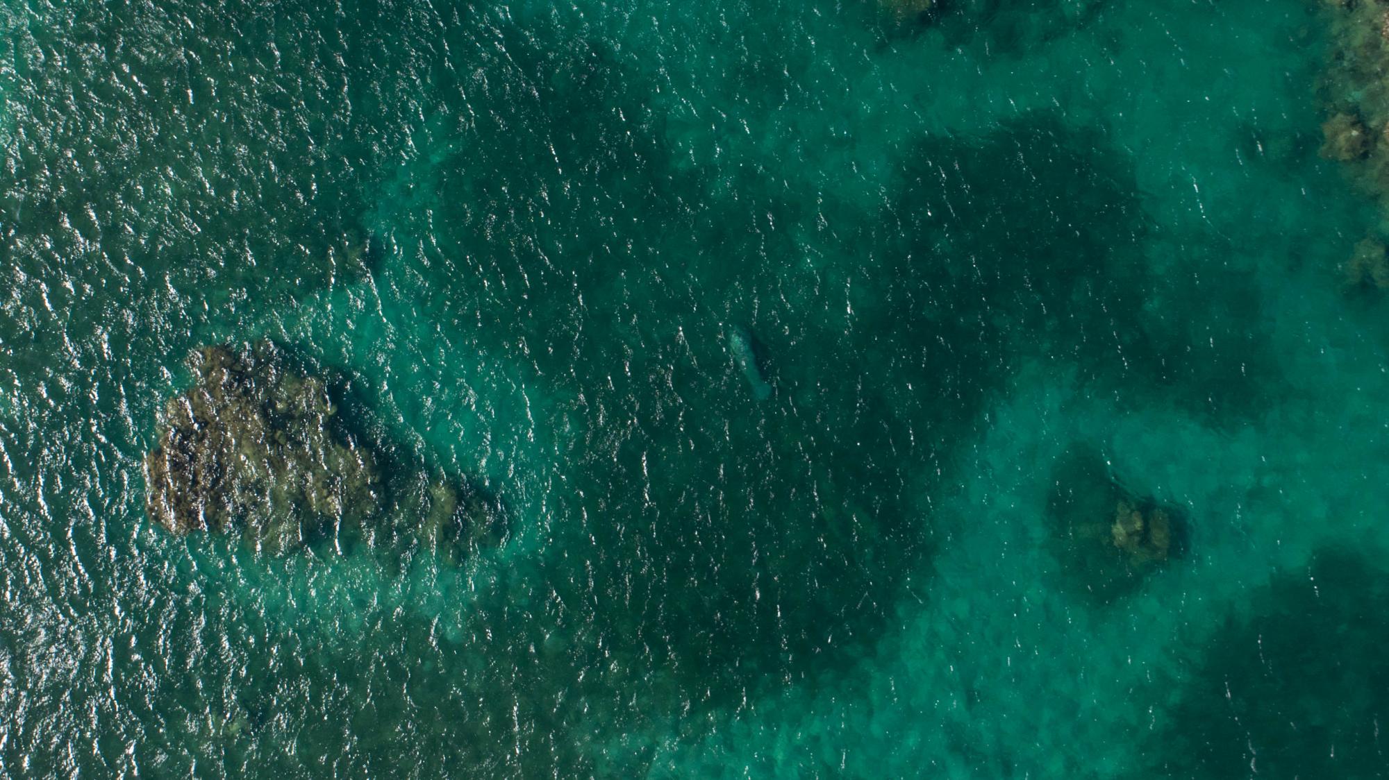Un adulto observado en La Barbacoa.