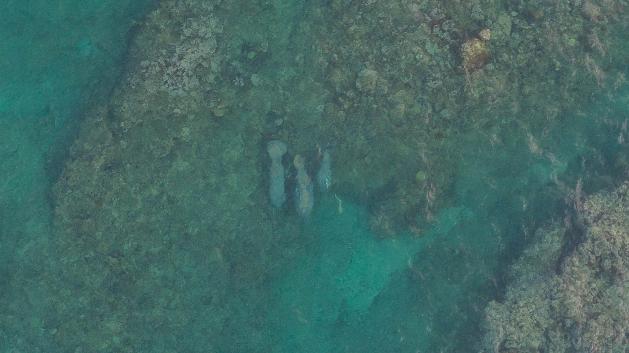 Dos adultos y una cría observados en Portillo.