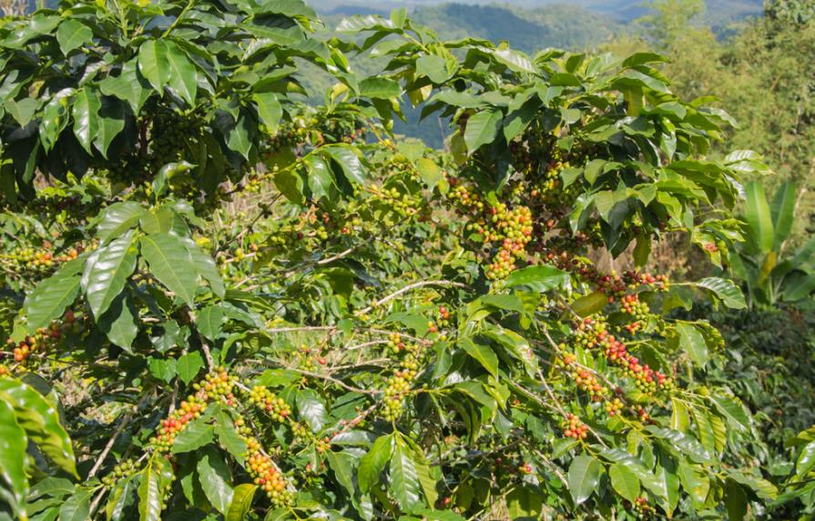 Cambio climático modificará zonas aptas para producir café, predice estudio