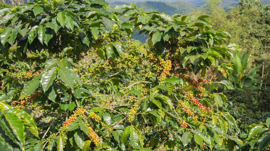 Cambio climático modificará zonas aptas para producir café, predice estudio