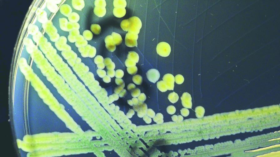 Cuatro superbacterias  afectan a latinoamericanos