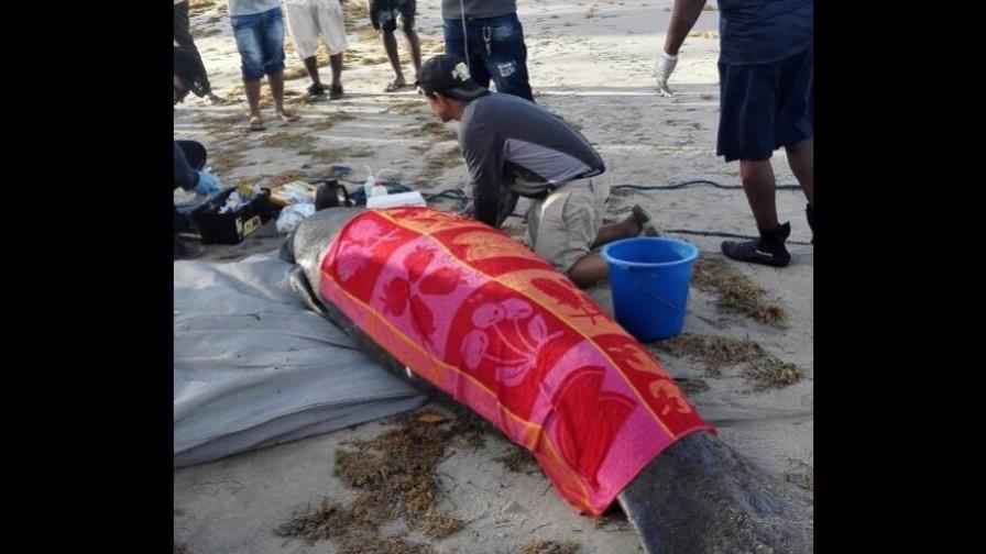 La manatí encallada recibe alimentos de forma asistida, continúa en estado delicado