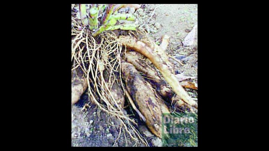 Yacón la revelación de una nueva papa