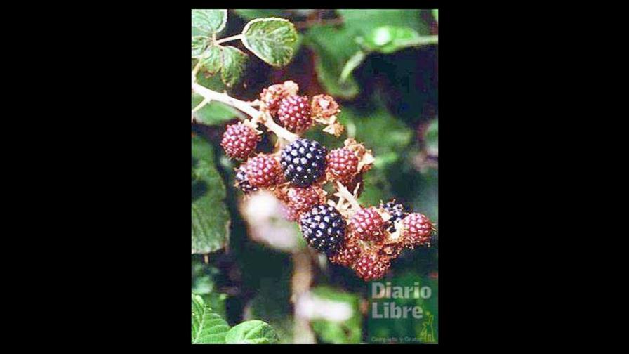 Descubren bondades en las moras y las uvas Descubren bondades en las moras y las uvas