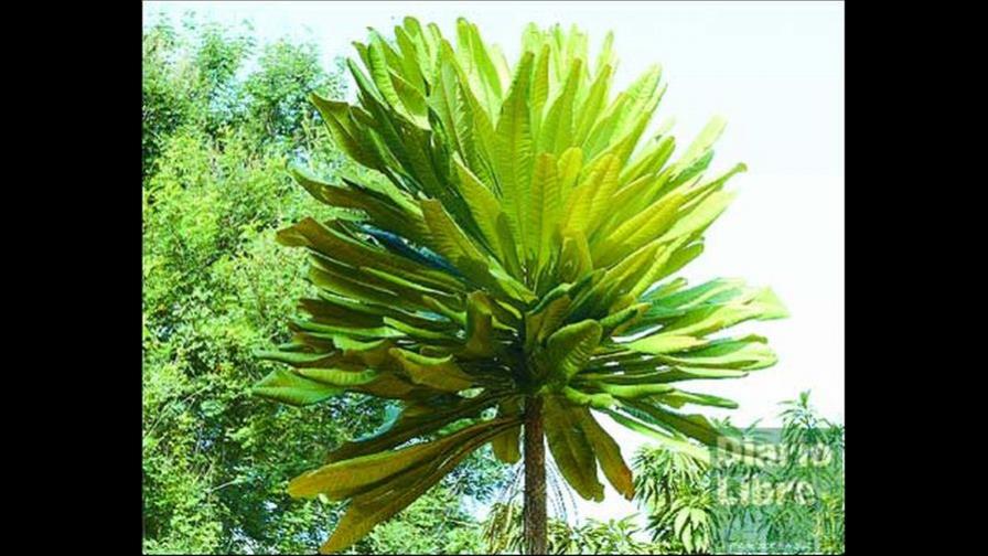 Biodiversidad dominicana: mil formas de vida por descubrir