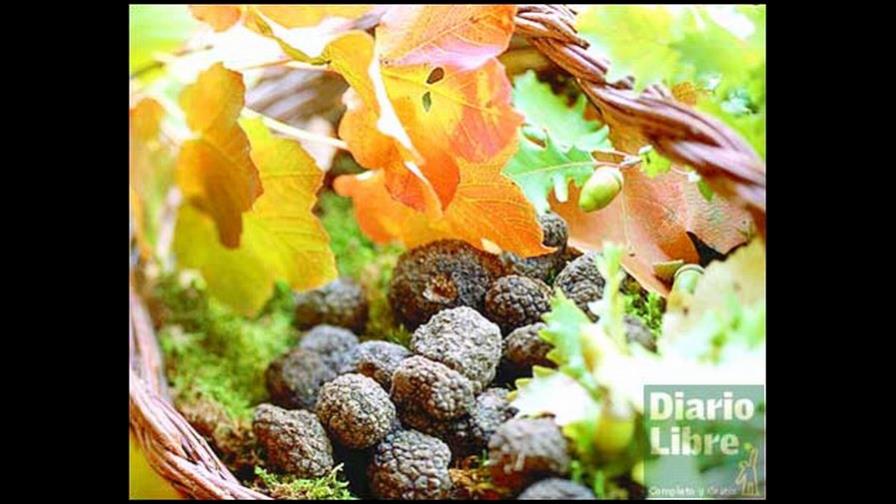 Un alimento carísimo y oloroso: las trufas