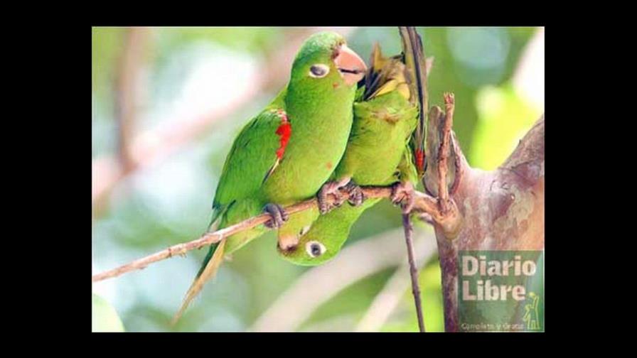 La cotorra no es la hembra del perico