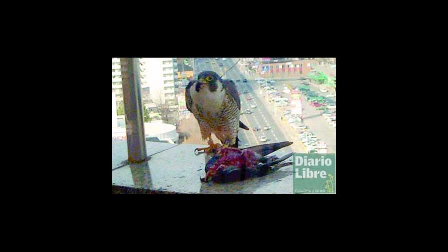 Halcones migratorios en la Ciudad Colonial