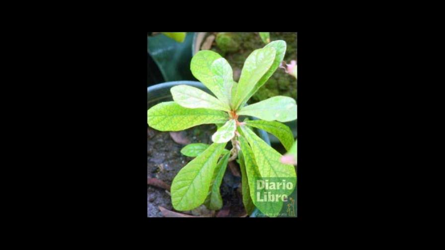 Descubren nueva planta endémica